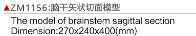 ZM1156 脑干矢状切面