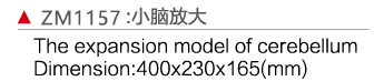 ZM1157 小脑放大