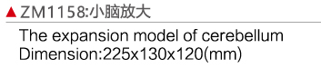 ZM1158 小脑放大