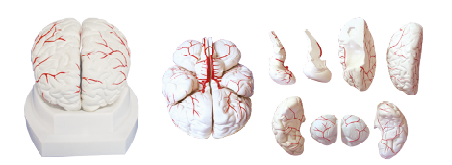ZM1161 脑及脑动脉分布