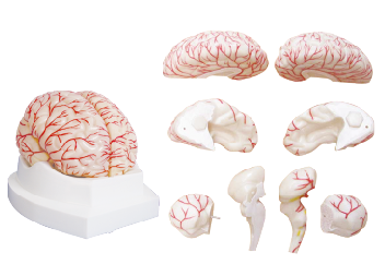 ZM1161-1 脑及脑动脉分布