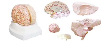 ZM1162 脑外形及右半侧脑血管