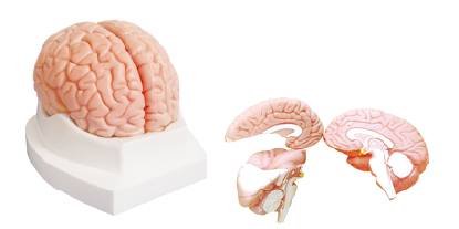 ZM1163 脑解剖