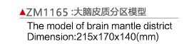 ZM1165 大脑皮质分区模型