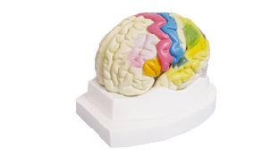 ZM1166 大脑皮质功能定位