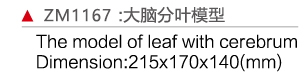 ZM1167 大脑分叶模型
