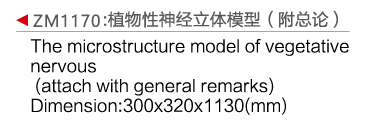 ZM1170 植物性神经立体式（附总论）