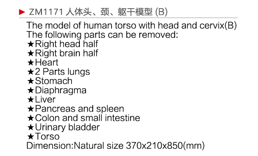 ZM1171 人体头、颈、躯干模型