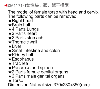 ZM1171-1 女性头颈躯干模型