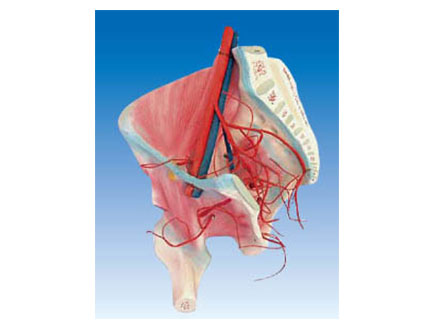 ZM1187 髋肌及髂内动脉分布