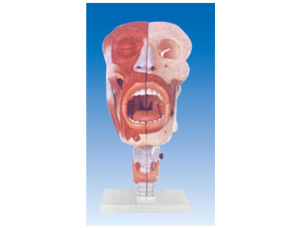 ZM1205 鼻、口、咽、喉腔解剖模型