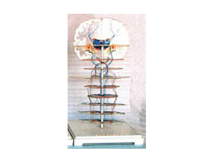 ZM1211 深部感觉传导路