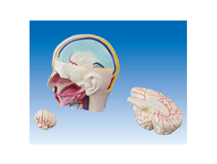 ZM1214 头部解剖附脑模型