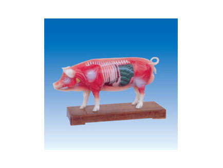 ZM3019 猪体针灸模型