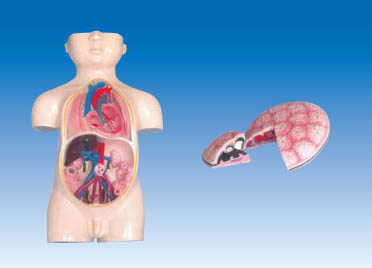 ZM6029 胎儿血液循环及胎盘模型