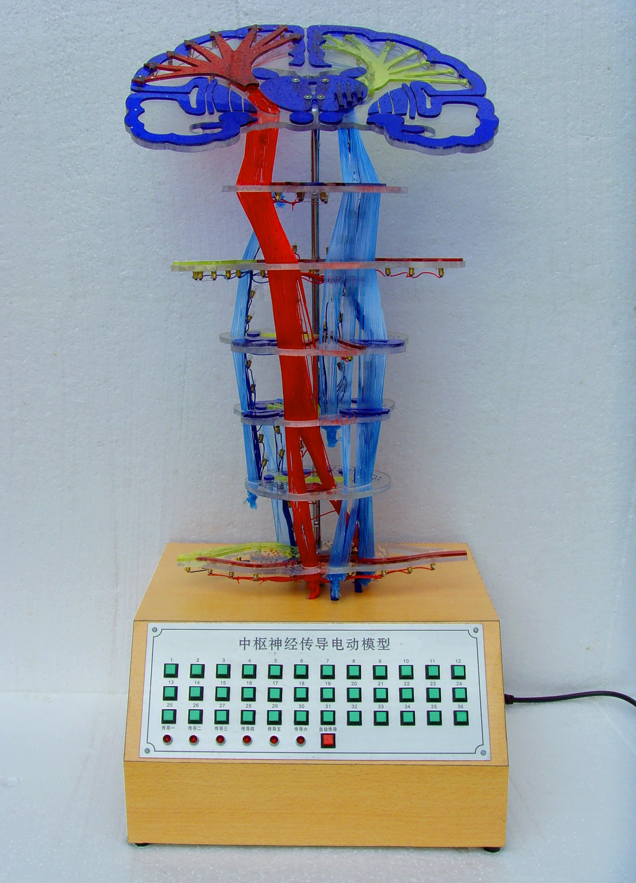 ZM8001 中枢神经传导电动模型