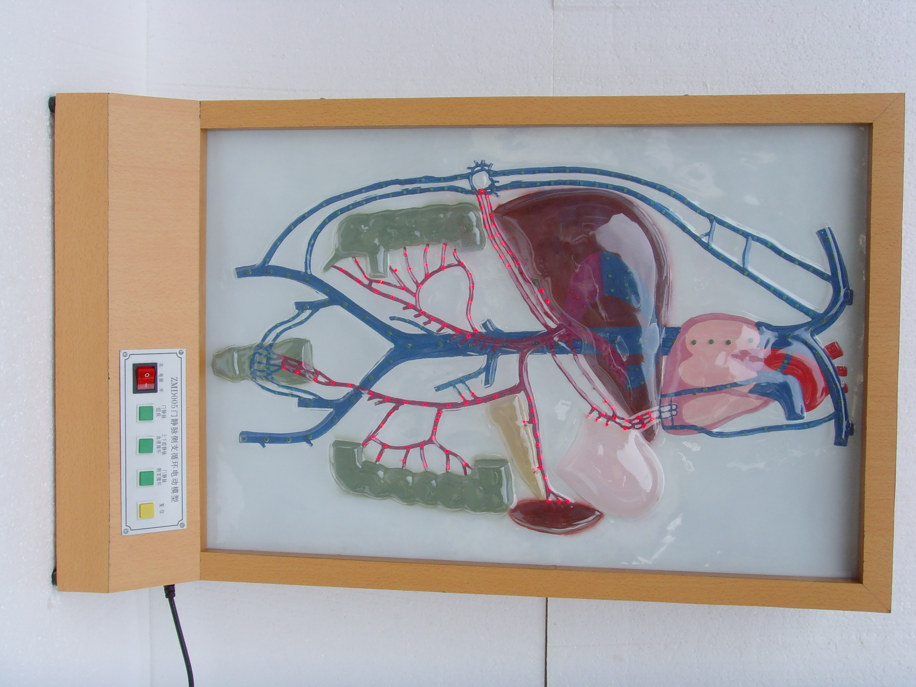ZM8004 微电脑门静脉侧支循环电动模型
