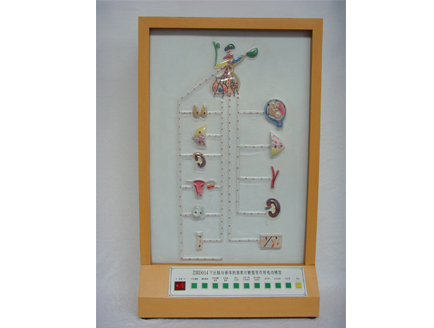 ZM8017 下丘脑与垂体的激素对靶器官作用电动模型