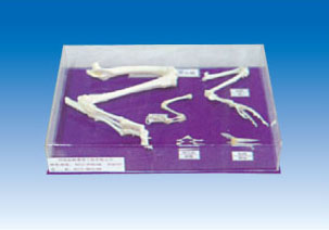 脊椎动物五纲后骨骼比较