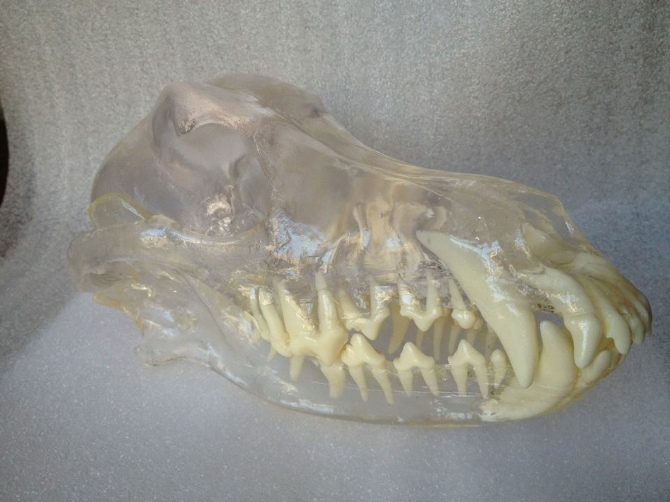 ZM-Dog Teeth Model-R2-01立体狗