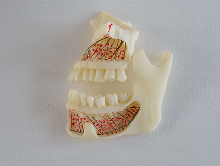ZM-DSC02005_P4上下颌骨教学模型