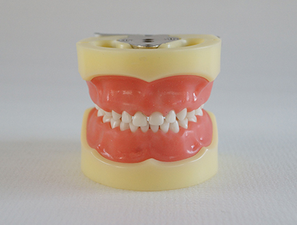 ZM-DSC02021_A3标准乳牙模型