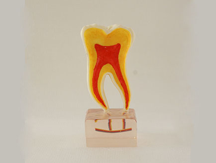 ZM-DSC02171_C20六倍正常牙齿解剖