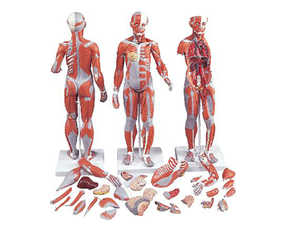 人体标本模型