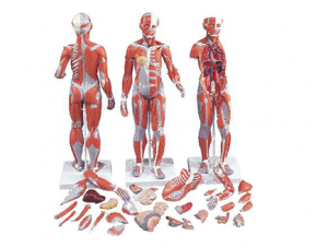 ZM1079-1 Anatomical enlargement of laryngeal cartilage and laryngeal muscle