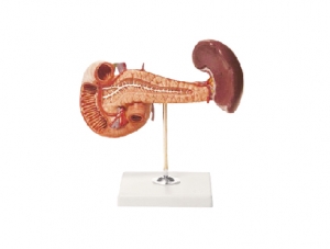 ZM1076-1 Pancreas, duodenum and spleen