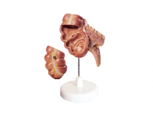 ZM1071 Anatomy of the appendix and cecum