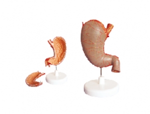 ZM1070-1 Stomach Anatomy Model