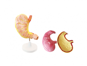 ZM1070 Stomach Anatomy Model