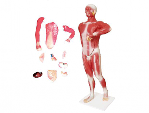 ZM1068 Anatomical model of human muscles and thoracic and abdominal organs