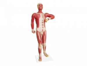ZM1067 Human superficial motor muscle model