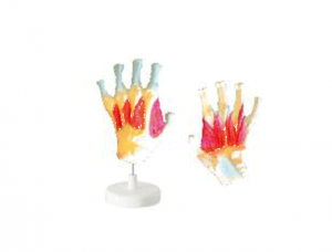 ZM1062 Hand Interosseous Muscle Model