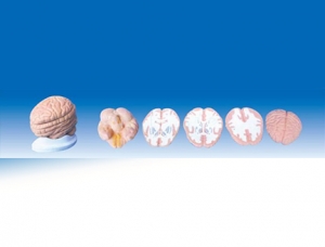 ZM1058 Brain Horizontal Section Model