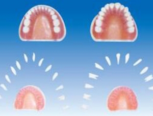 ZM1053 standard full mouth dental model