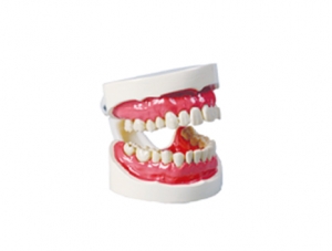 ZM1051-3 Dental care model