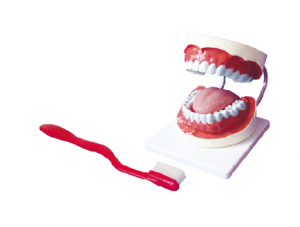 世界各地ZM1051-2 dental care model