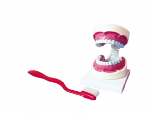 ZM1051-1 Dental care model