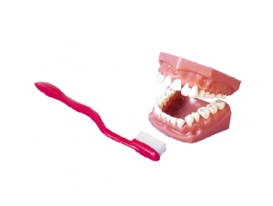 ZM1051 Dental Care Model ZM1051 Dental Care Model