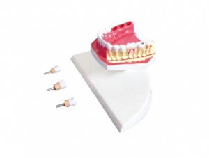 ZM1049-3 Mandibular Permanent Teeth Anatomy