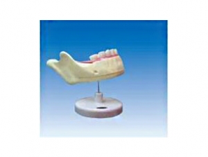 ZM1049-2 Anatomy of mandibular deciduous teeth