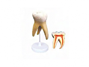 ZM1049-1 Molar decomposition model