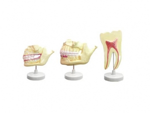 世界各地ZM1048 deciduous tooth permanent tooth dentition model