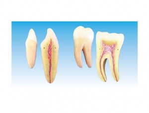 ZM1047 Enlarged model of human teeth