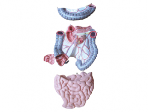 ZM1046 Colon empty and ileal anatomy