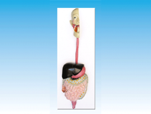 ZM1045 Digestive System Model