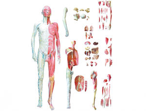ZM1043-3 Human Body Level Anatomical Model Teaching Platform